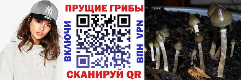 Псилоцибиновые грибы Cubensis  Купино 